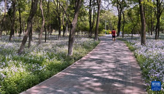 华宇官方注册：北京打造10万平方米“乡土地被”景观